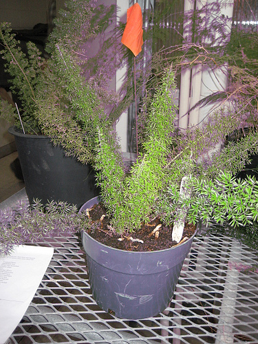 شویدی دم روباهی